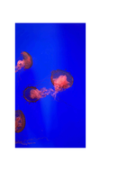 Coverage item thumbnail